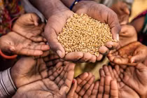 Ai Cập tạm dừng xuất khẩu trong 3 tháng với dầu ăn, ngô và lúa mì.