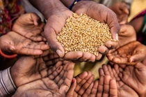 Ai Cập tạm dừng xuất khẩu trong 3 tháng với dầu ăn, ngô và lúa mì.