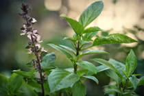 Giảm đường trong máu bằng húng quế