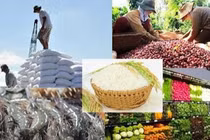 Các địa phương đẩy mạnh phát triển sản xuất, tiêu thụ, xuất khẩu nông sản cho các vùng, khu vực đã khống chế được dịch COVID-19. (Ảnh: VGP)