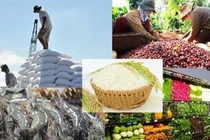 Các địa phương đẩy mạnh phát triển sản xuất, tiêu thụ, xuất khẩu nông sản cho các vùng, khu vực đã khống chế được dịch COVID-19. (Ảnh: VGP)