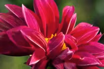 Tính ngày để hoa nở 