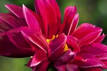 Tính ngày để hoa nở 