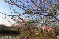 Hãm hoa đào nở đúng Tết