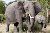 Các địa phương còn quần thể voi rừng