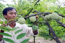 Lấy phấn hoa tự động