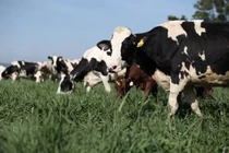 Bò sữa tại resort của Vinamilk cũng… “ăn Tết” 