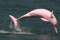 Cá heo hồng xuất hiện ở Đồ Sơn cho thấy môi trường biển đang cải thiện