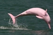 Cá heo hồng xuất hiện ở Đồ Sơn cho thấy môi trường biển đang cải thiện