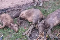 Gần 2.000 con gia súc chết vì giá rét