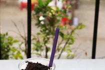 Ống hút từ rau củ