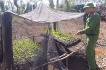 Hai anh em trồng hơn 1.500 cây cần sa trong rẫy