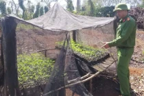 Hai anh em trồng hơn 1.500 cây cần sa trong rẫy