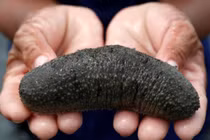 Hải sâm lâm nguy vì bị săn lùng làm thuốc kích dục