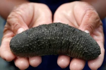 Hải sâm lâm nguy vì bị săn lùng làm thuốc kích dục