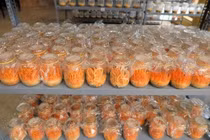 Thu chất quý trong nấm đông trùng hạ thảo