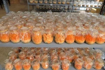 Thu chất quý trong nấm đông trùng hạ thảo