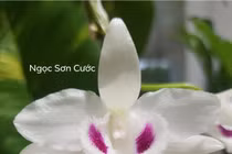 Quảng Ninh vào cuộc xác minh thương vụ lan var 250 tỷ đồng