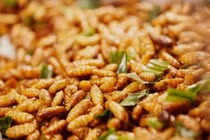 Nhộng tằm ngăn loãng xương, xốp xương