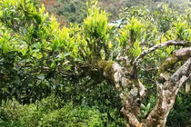 Giống chè shan tuyết giàu hoạt chất nhất