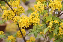 Cách trồng mai vàng Yên Tử