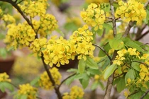 Cách trồng mai vàng Yên Tử