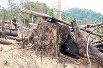 Gia Lai: Ban Quản lý Rừng phòng hộ Đức Cơ để mất hơn 9.000ha rừng