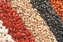 Đậu trị ngứa toàn thân