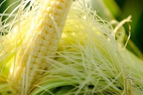  Râu bắp vị thuốc quý