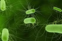 Trong tương lai, ô tô sẽ chạy bằng năng lượng từ vi khuẩn E.coli?
