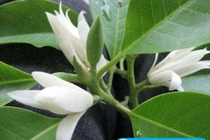 Hoa ngọc lan chữa đau bụng kinh