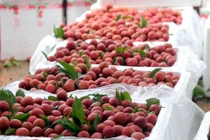  Lô vải thiều đầu tiên đã xuất khẩu sang Nhật Bản