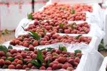  Lô vải thiều đầu tiên đã xuất khẩu sang Nhật Bản