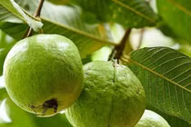 Vitamin C cần cho xương và răng