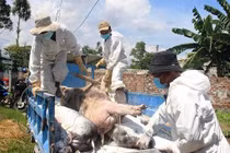 Dịch tả lợn Châu Phi có nguy cơ lan rộng tại 57 tỉnh thành