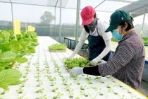 Nông nghiệp 4.0, gian nan khởi nghiệp, kỳ 2: “Đột nhập” xem trộm mô hình trồng rau công nghệ cao