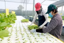 Nông nghiệp 4.0, gian nan khởi nghiệp, kỳ 2: “Đột nhập” xem trộm mô hình trồng rau công nghệ cao