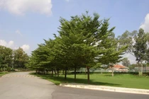 Hạn chế trồng cây ngoại lai