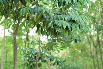 Dó bầu Hà Tĩnh cho trầm hương tốt