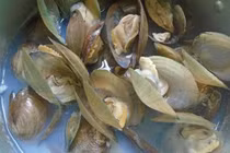 Thịt trai chữa đau nhức cơ xương, sinh lý yếu        