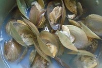 Thịt trai chữa đau nhức cơ xương, sinh lý yếu        