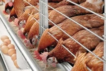 Chẩn đoán bệnh cho gà bằng phần mềm