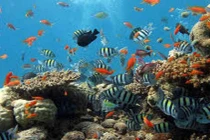 Rùa máy thông minh