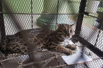 Huế: Phạt tới 400 triệu đồng nếu săn bắt, giết, nuôi, nhốt động vật rừng trái phép