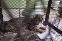 Huế: Phạt tới 400 triệu đồng nếu săn bắt, giết, nuôi, nhốt động vật rừng trái phép