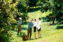 Cho vay chuỗi giá trị thúc đẩy phát triển kinh tế nông thôn bền vững