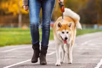 Yêu thú cưng, nhiễm bệnh