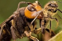 Cấp cứu vì ong mặt quỷ tấn công