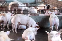 Tác hại của chất cấm trong chăn nuôi