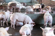 Tác hại của chất cấm trong chăn nuôi